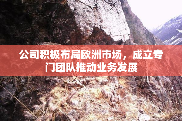 公司积极布局欧洲市场，成立专门团队推动业务发展
