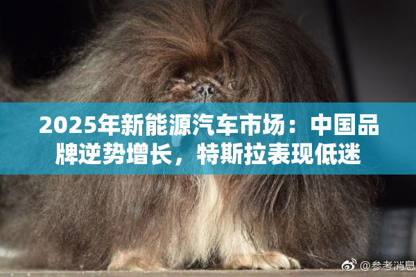 2025年新能源汽车市场：中国品牌逆势增长，特斯拉表现低迷