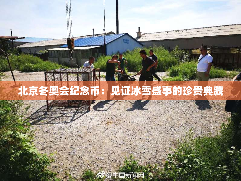 北京冬奥会纪念币：见证冰雪盛事的珍贵典藏