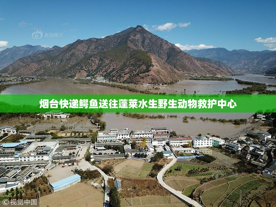 烟台快递鳄鱼送往蓬莱水生野生动物救护中心