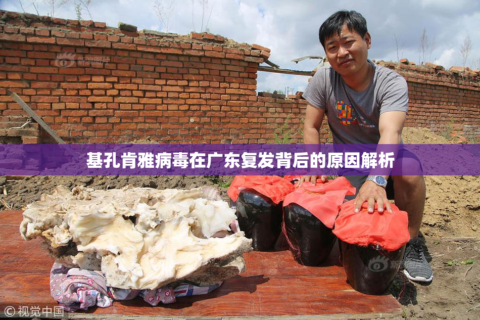 基孔肯雅病毒在广东复发背后的原因解析