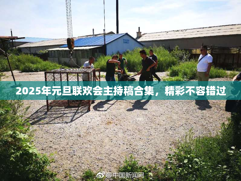 2025年元旦联欢会主持稿合集，精彩不容错过