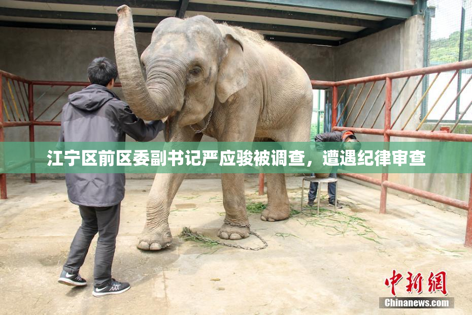 江宁区前区委副书记严应骏被调查，遭遇纪律审查