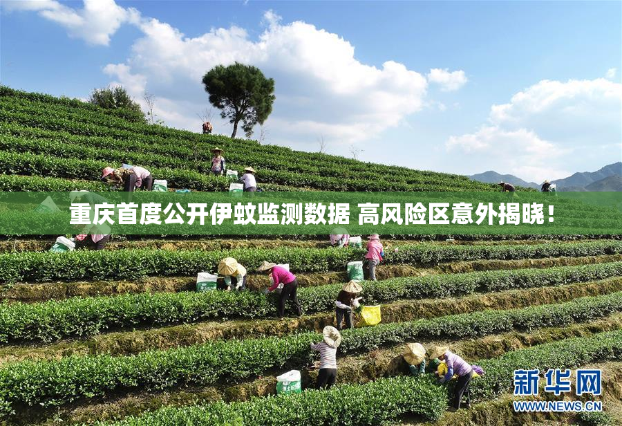重庆首度公开伊蚊监测数据 高风险区意外揭晓！