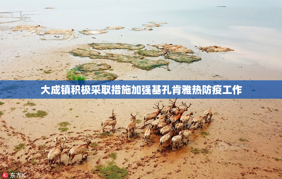 大成镇积极采取措施加强基孔肯雅热防疫工作