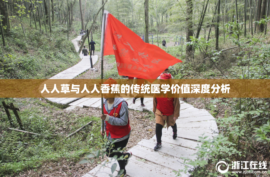 人人草与人人香蕉的传统医学价值深度分析