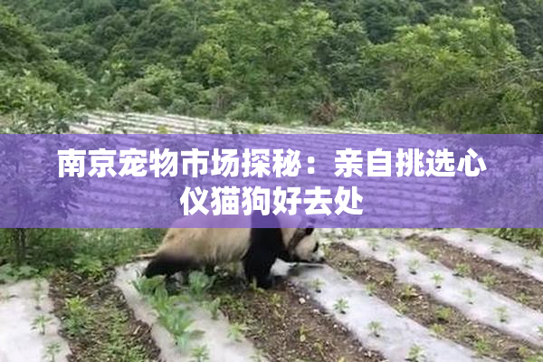 南京宠物市场探秘：亲自挑选心仪猫狗好去处